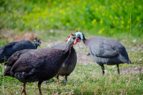 Four Helmeted guinea fowl birds Shocked showing on grass field