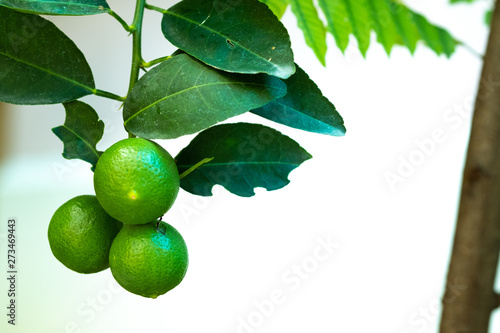 Wallpaper Mural Closeup of lemons on plants with white background Torontodigital.ca