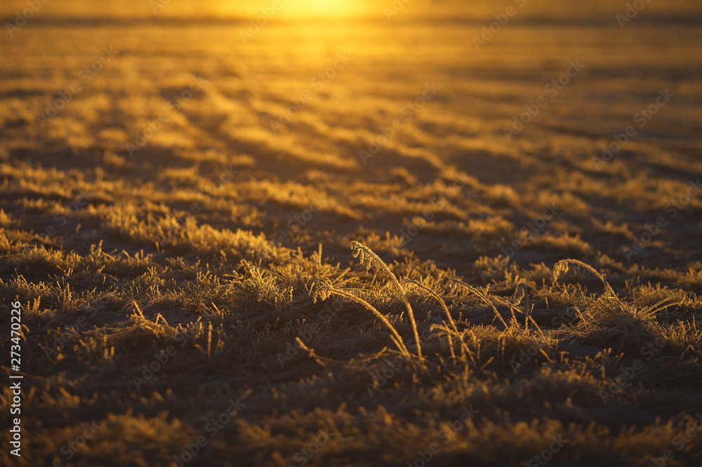 Φωτογραφία The grass is covered with hoarfrost in the field against the background of the dawn of the sun on a frosty morning