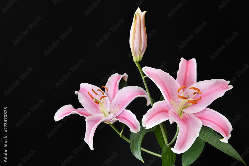 黒背景のカサブランカ Stock 写真 Adobe Stock 黒背景のカサブランカ Stock 写真 Adobe Stock