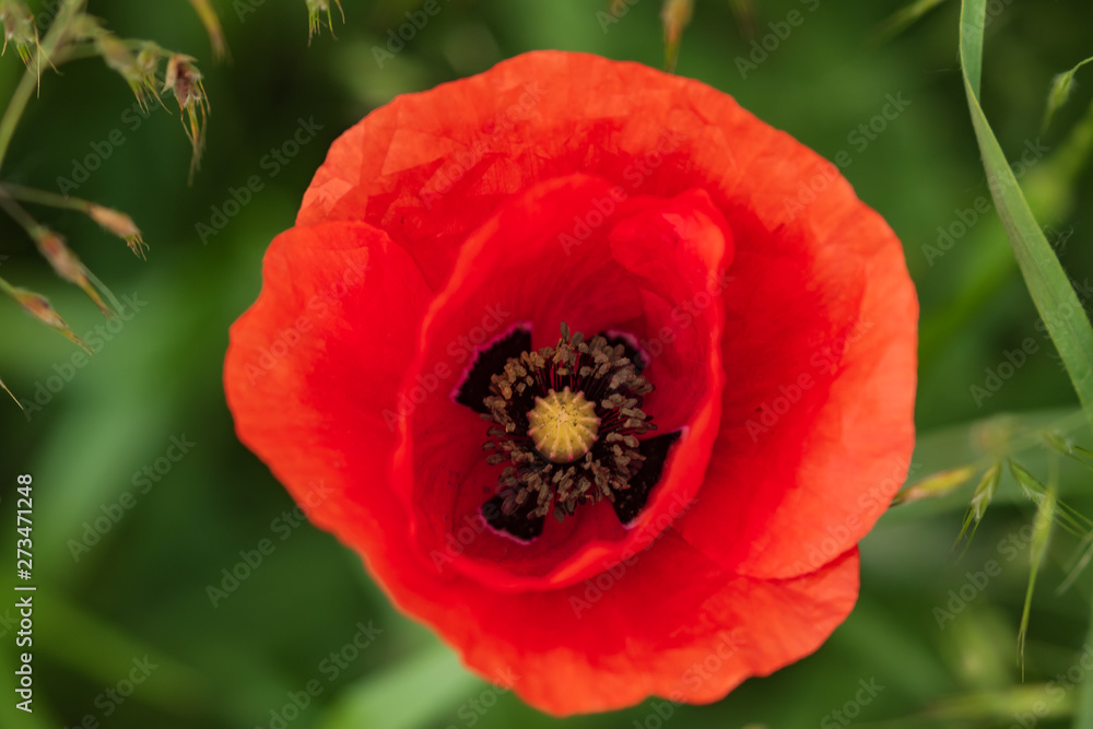 A lone red poppy on a summer green meadow. Open flower petals. Natural drugs. Close-up. View from above.