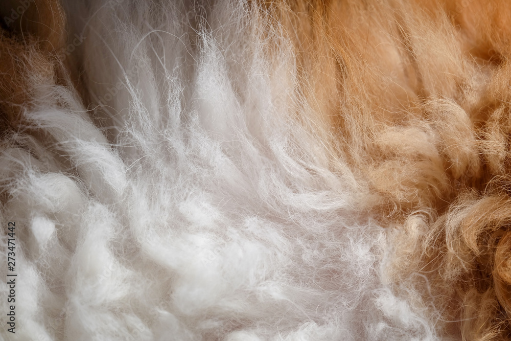 Close-up of cat fur brown and white fur for texture and background. Close-up of cat fur brown and white fur for texture and background.