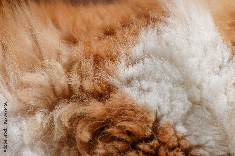 Close-up of cat fur brown and white fur for texture and background. Close-up of cat fur brown and white fur for texture and background.