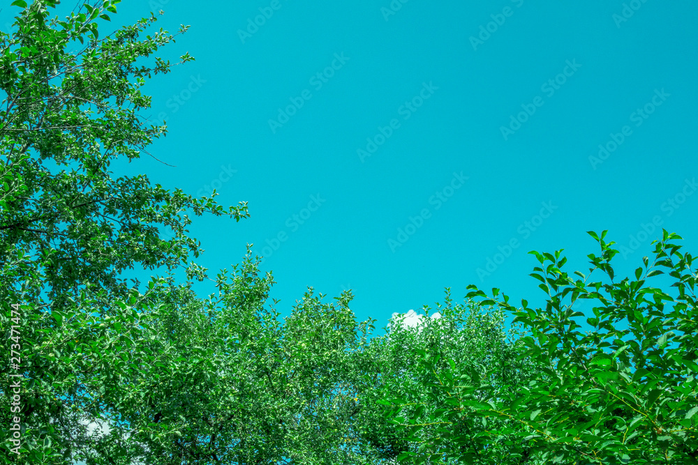 Trees and sky background. Tops of green apply tree in garden and clear blue sky above