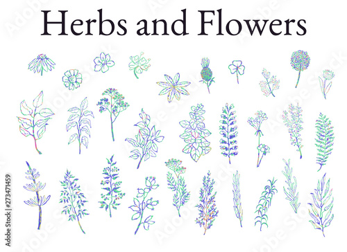 Vector colorful illustration set of herbs, plants and flowers. Hand drawn graphic sketches for you design