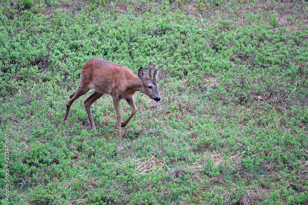 Fototapeta premium a young roebuck in change of coat with velvet on his horns
