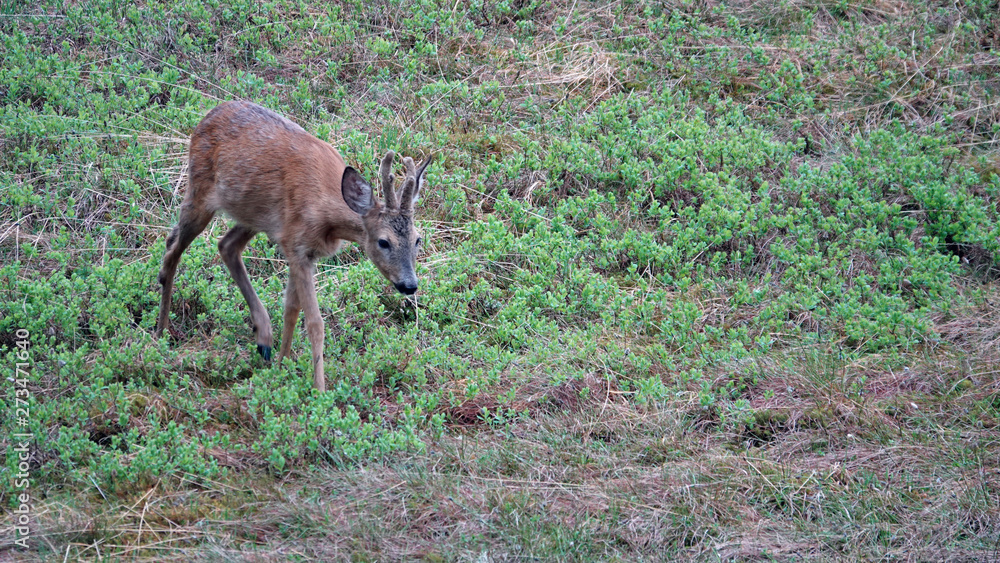 Obraz premium a young roebuck in change of coat with velvet on his horns