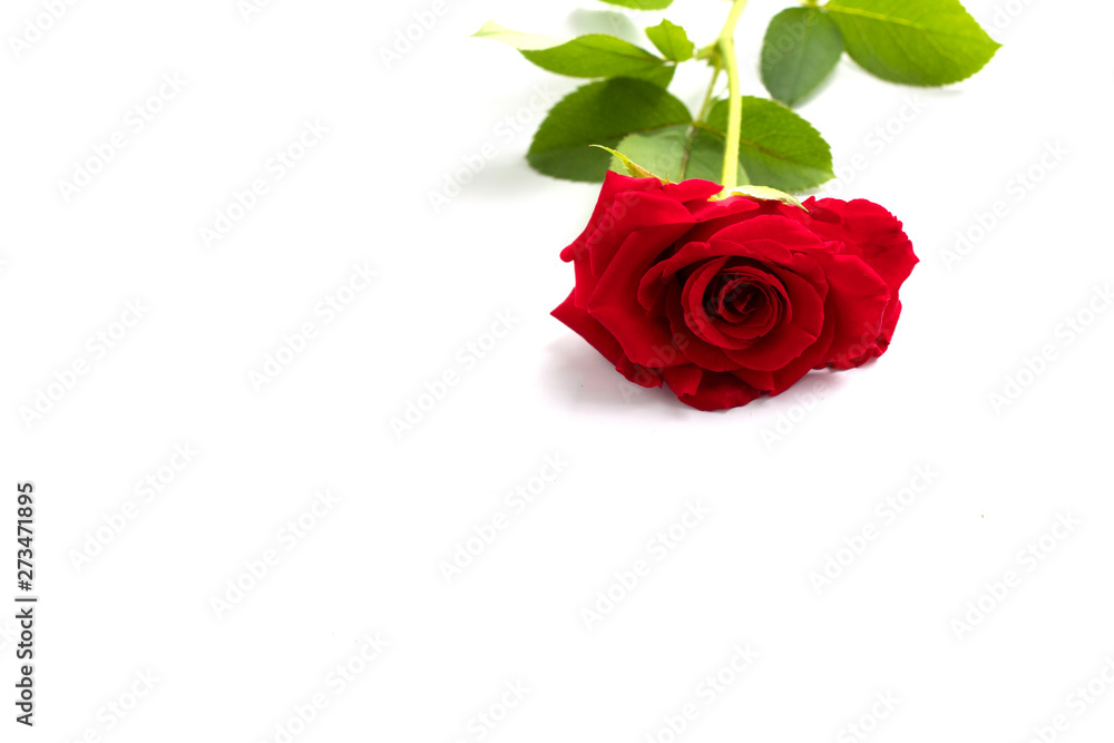 Fototapeta premium red rose isolated on white background