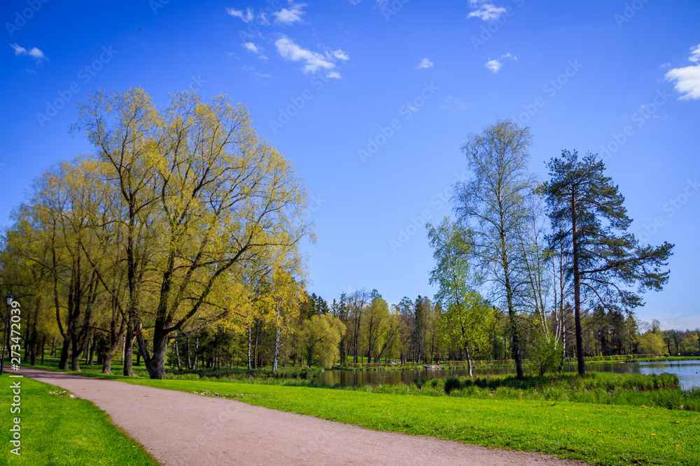 Naklejka premium Spring Park in sunny weather. Sunny park. Green Park. Young greens. Background spring green park.