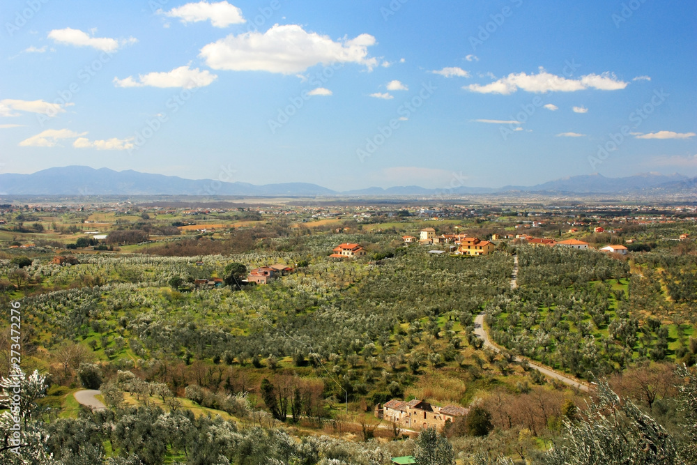 Vineyards and olive groves in Tuscany, Italy