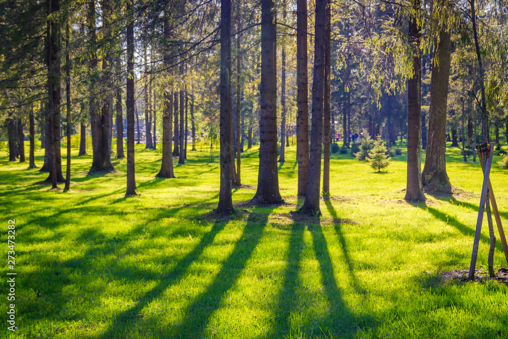 Fototapeta premium Spring Park in sunny weather. Sunny park. Green Park. Young greens. Background spring green park.