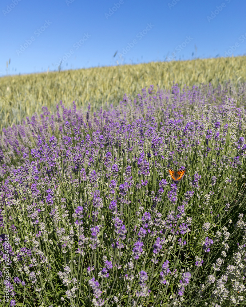 Fototapeta premium the blooming lavender flowers in Provence, near Sault, France