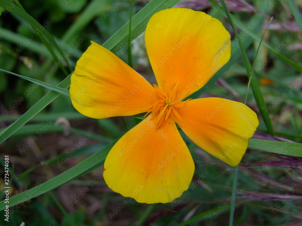 yellow flower in the garden yellow flower in the garden