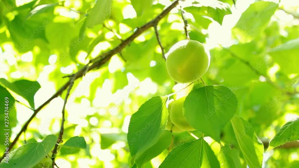 Defocus and blur the green foliage of plums and sunlight. Blinking bokeh from the wind blows. Beautiful sunny day in the forest Defocus and blur the green foliage of plums and sunlight. Blinking bokeh from the wind blows. Beautiful sunny day in the forest