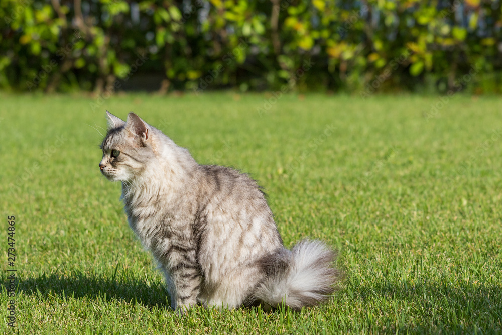 Furry domestic cat of siberian breed in relax outdoor in garden, purebred pet of livestock