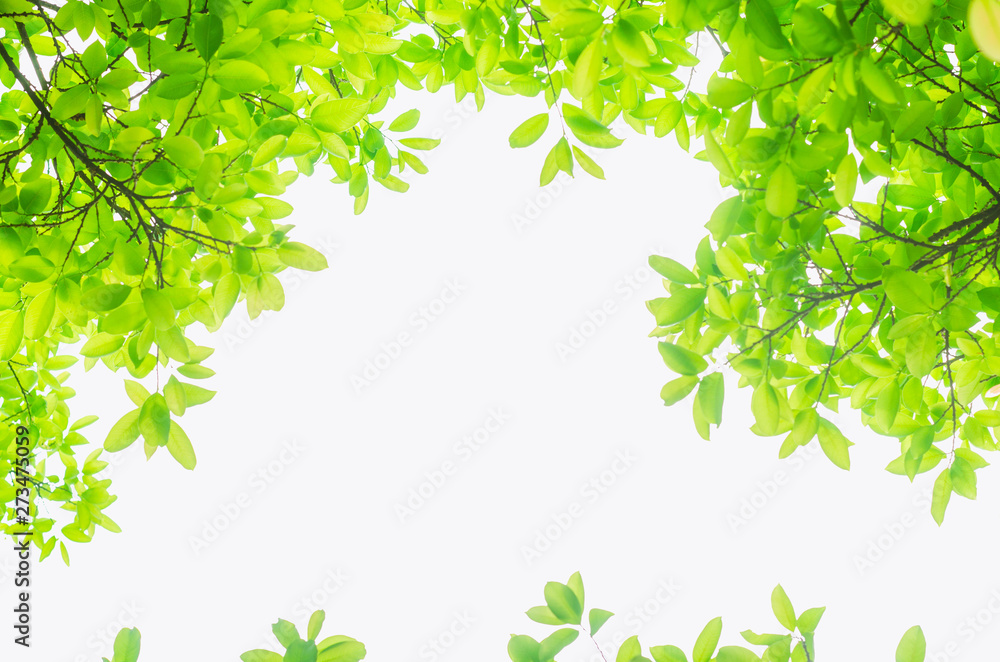 green leaves isolated white background with clipping path. nature frame for decoration design. green leaves isolated white background with clipping path. nature frame for decoration design.