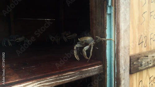 Crabs In Booth, Long Island Crab, Freeport, Bahamas  photo