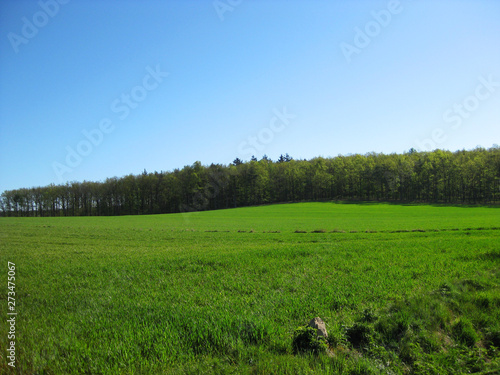 Junge Weizenfelder mit Waldpanorama - Niederösterreich, Maissau am Manhartsberg photo