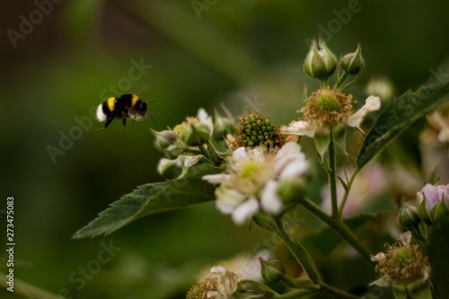 bee on flower © Наталья Ушакова