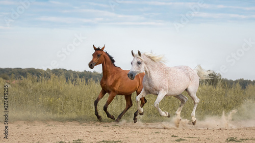 Two beautiful Arabian horses run free on a sandy background in summer