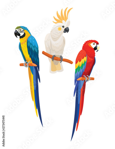 Set of parrots isolated on white background. Vector illustration.