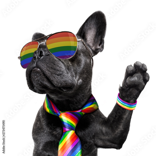 gay pride dog