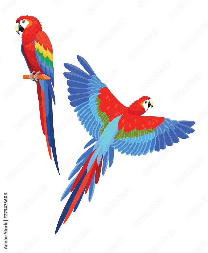 Collection of parrots. Vector illustration.