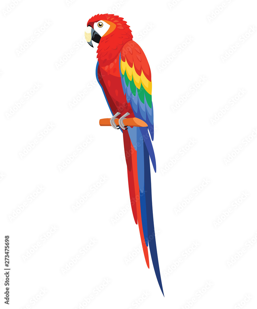 Parrot bird isolated on white background. Vector illustration.
