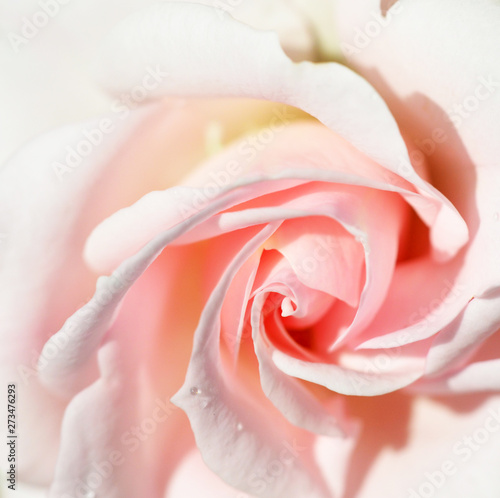 Pink sweet rose