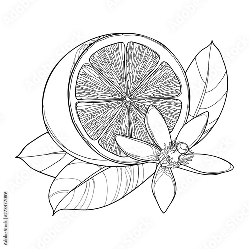 Outline Lemon or Lime half fruit, leaf and ornate flower in black isolated on white background. 
