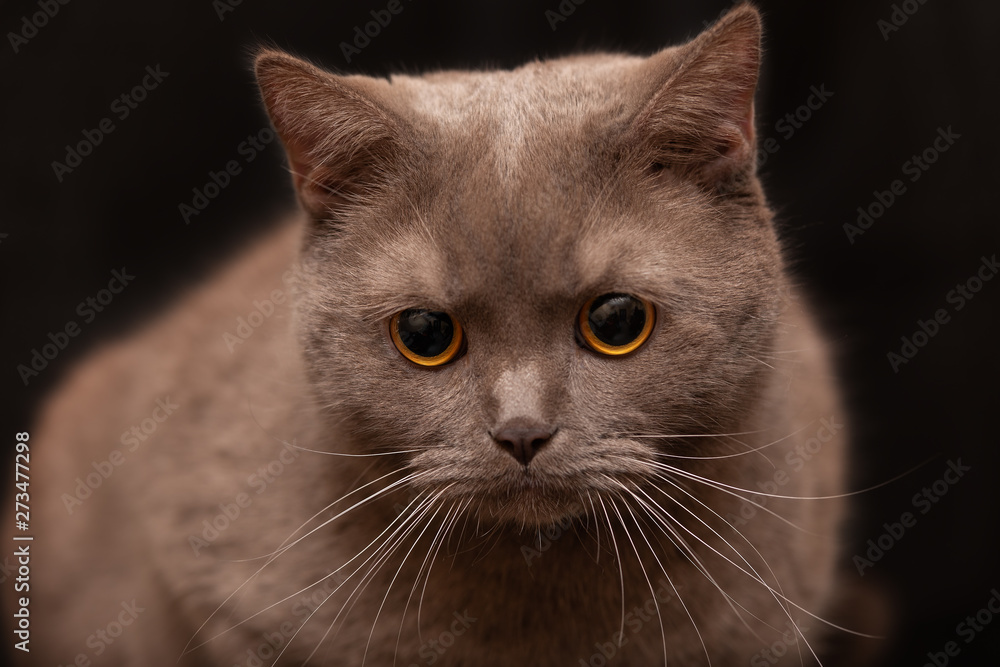 Portrait of british lilac cat with yellow eyes Portrait of british lilac cat with yellow eyes