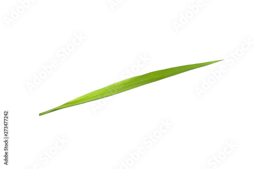 Isolated of green leaf collection on white background and clipping path.Image.