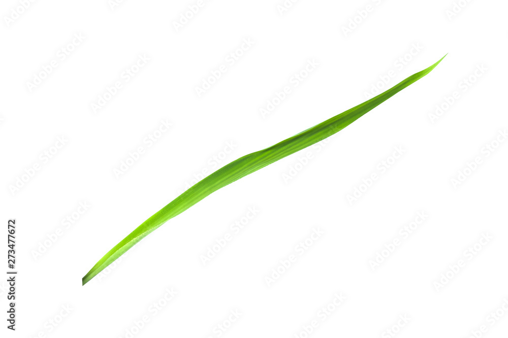 Isolated of green leaf collection on white background and clipping path.Image. Isolated of green leaf collection on white background and clipping path.Image.