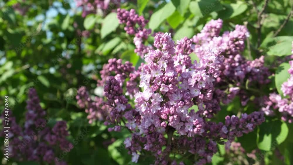 Blooming lilac in the spring. Beautiful lilac flowers at sunset in the evening. Blooming lilac in the spring. Beautiful lilac flowers at sunset in the evening.