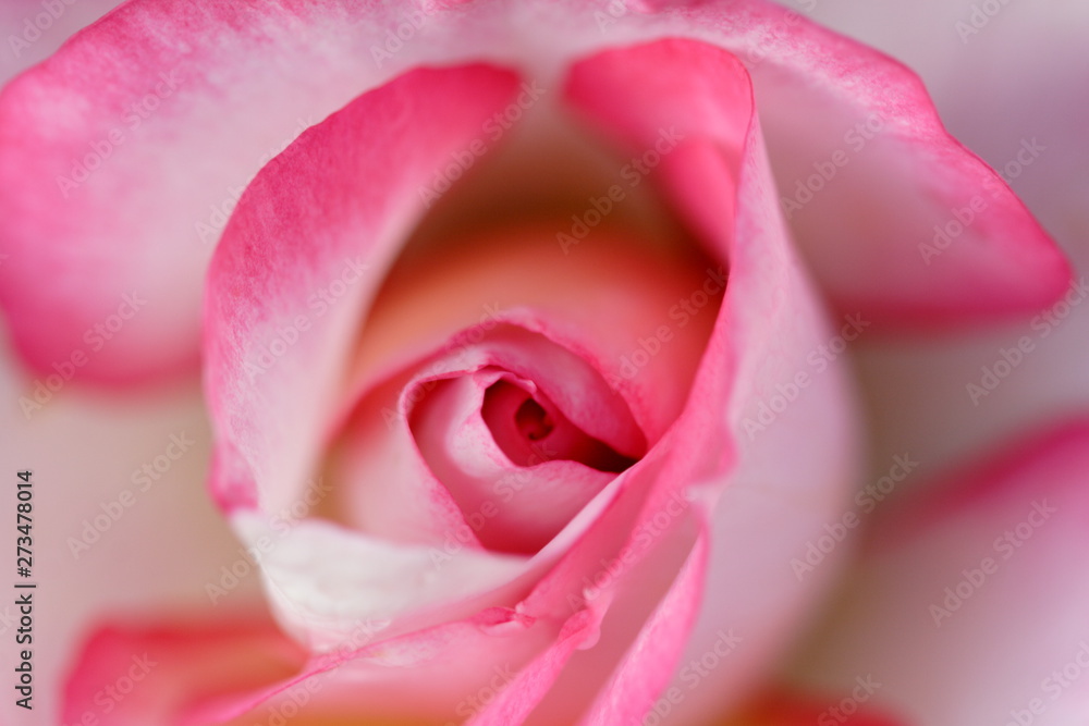 バラの花のアップ写真 バラの花のアップ写真