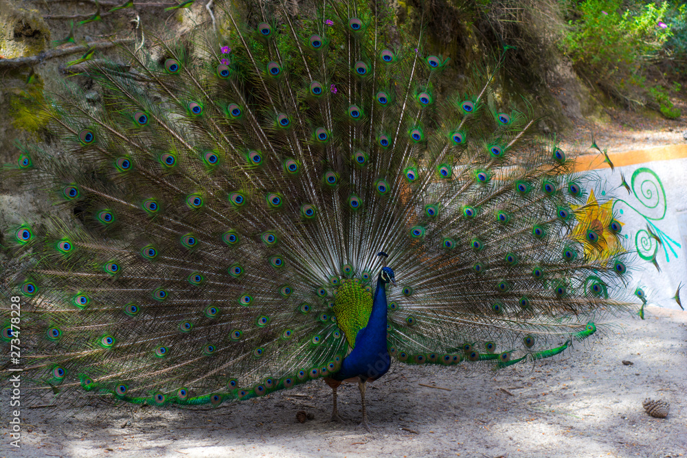Fototapeta premium bright beautiful peacock with straightened colorful tail 