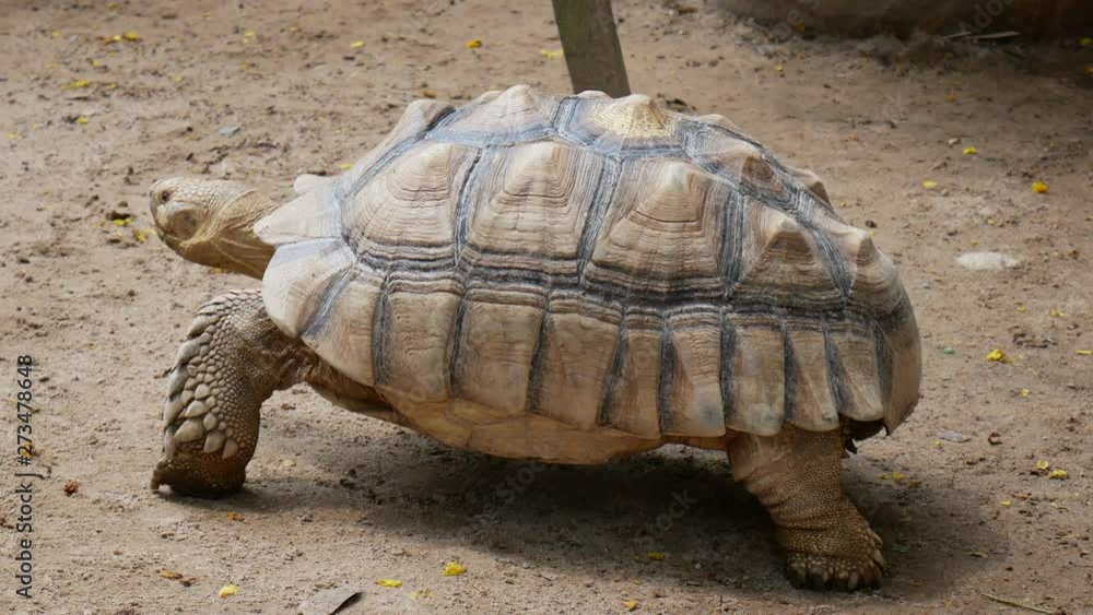 Sulcata tortoise is in the nature of wild animals. Sulcata tortoise is in the nature of wild animals.