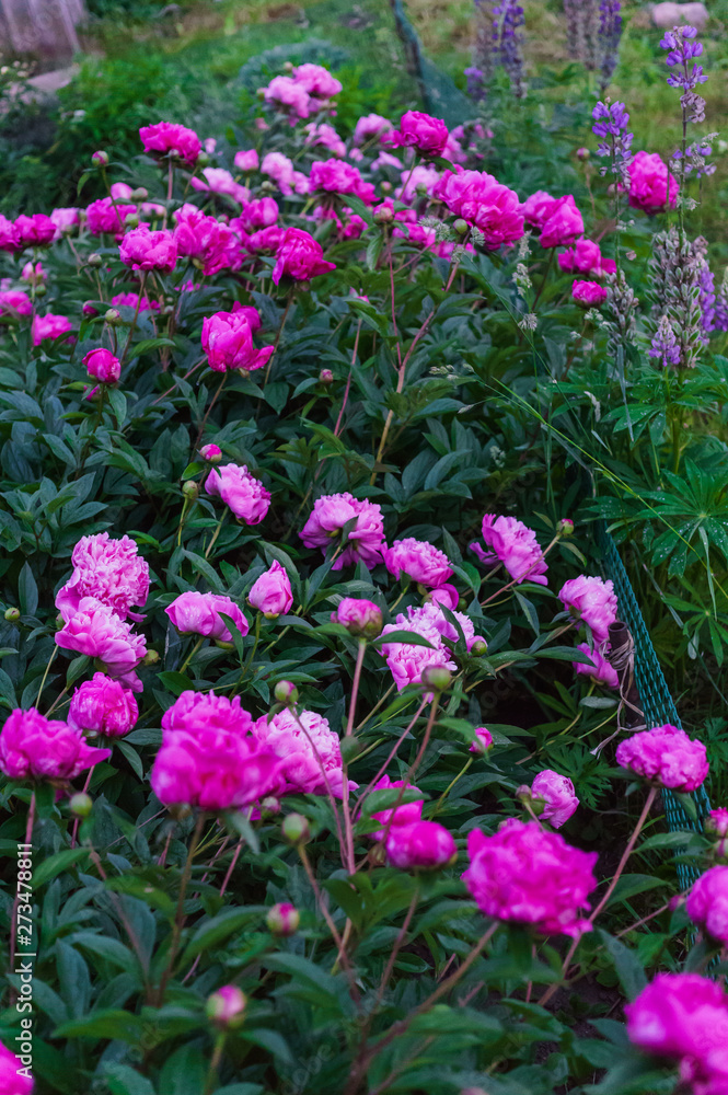 The whole bush of magnificent flowers of a pink peony in the middle of green leaves. The whole bush of magnificent flowers of a pink peony in the middle of green leaves.