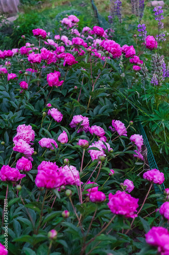 The whole bush of magnificent flowers of a pink peony in the middle of green leaves.