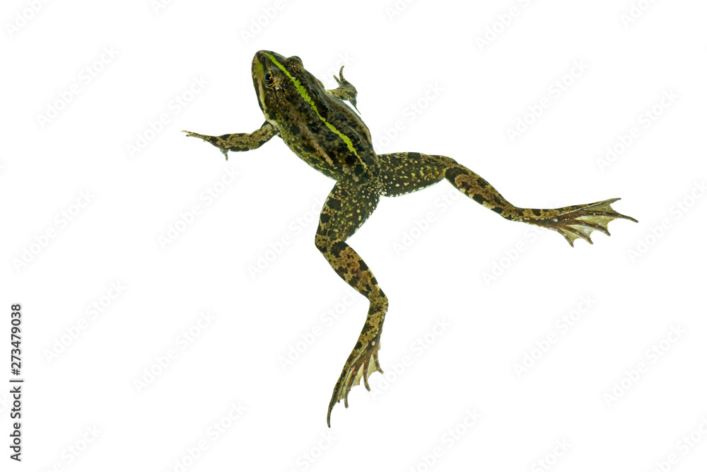 Fototapeta premium Common green frog isolated on white background. View from above