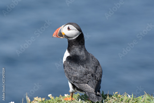 Puffin looking over cliff edge © pauws99