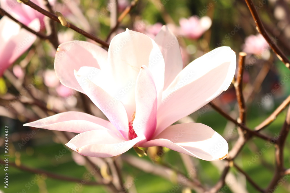 Fototapeta premium TTphoto