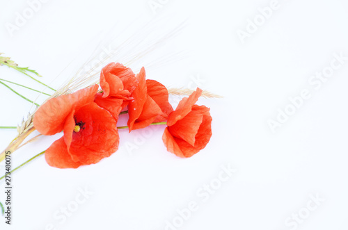 Red poppy isolated on white background, photo for printing and typography,banners and designs 