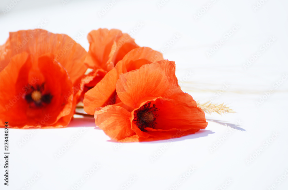 Obraz Red poppy isolated on white background, photo for printing and typography,banners and designs