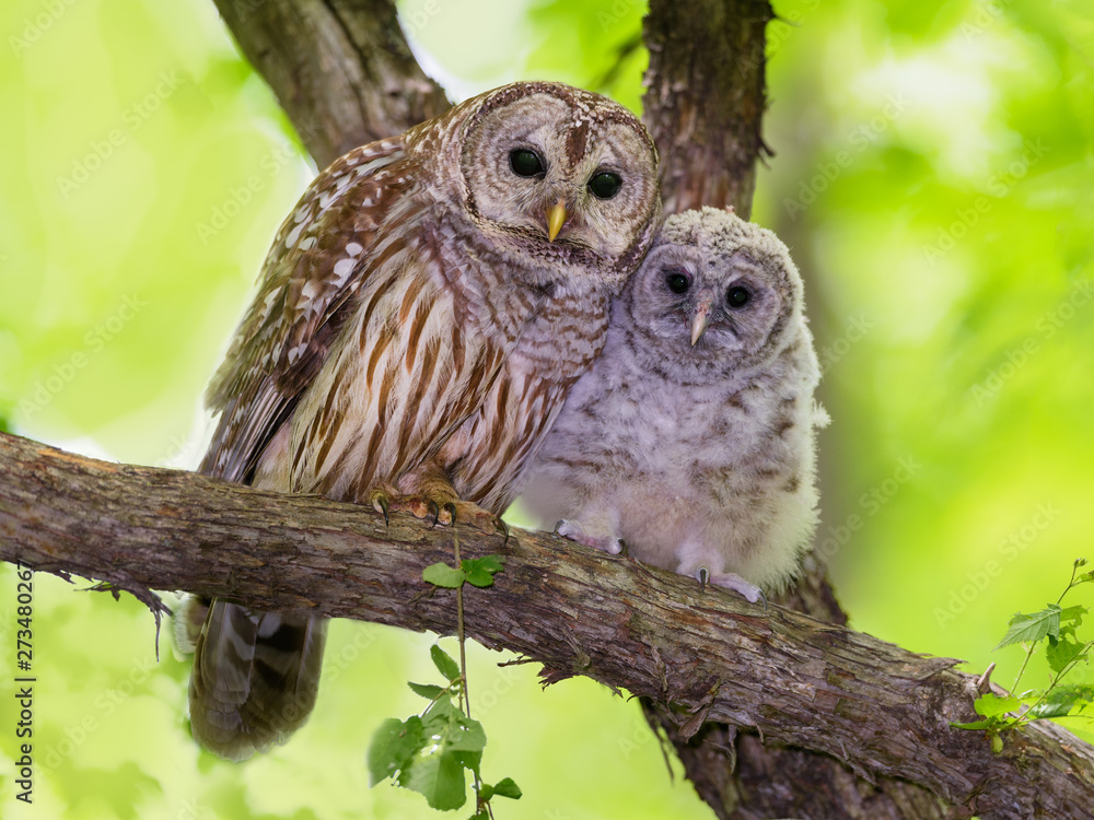 Female Barred Owl and Owlet Sitting on Tree Branch, Portrait on Green Background in Spring Female Barred Owl and Owlet Sitting on Tree Branch, Portrait on Green Background in Spring
