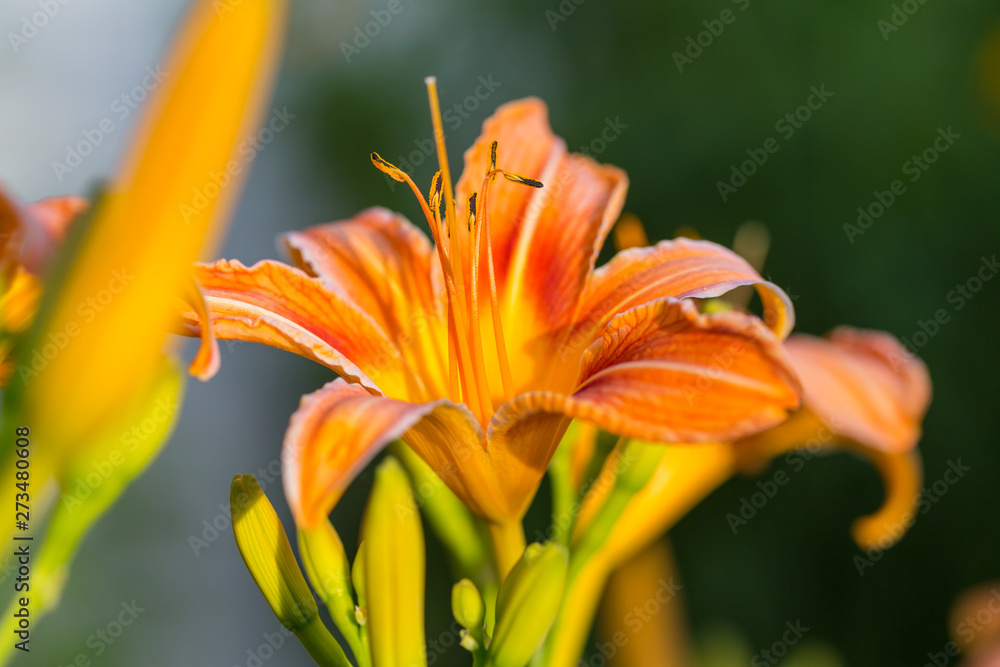 Flowers Flowers