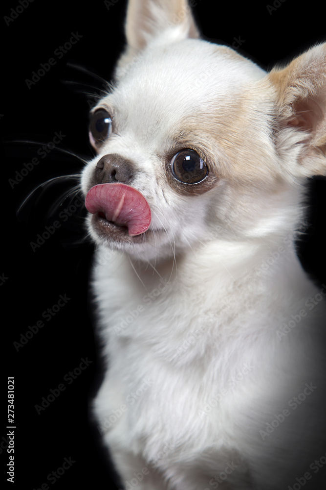 Portrait of a white chihuahua dog on a black background. Portrait of a white chihuahua dog on a black background.