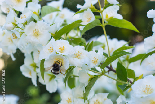 small beautiful bumblebee in jasmine flowers