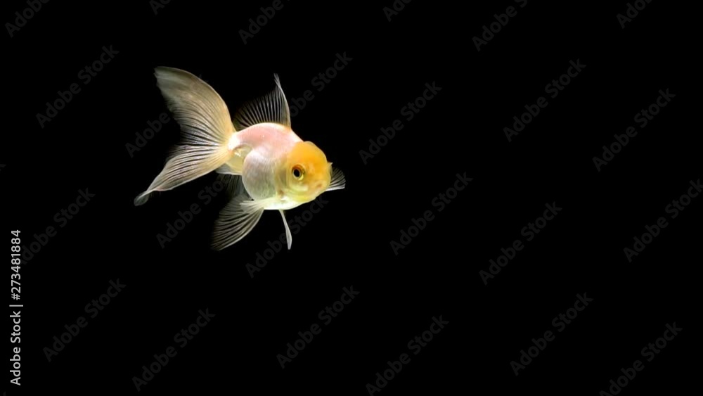 Goldfish swimming on black background Goldfish swimming on black background