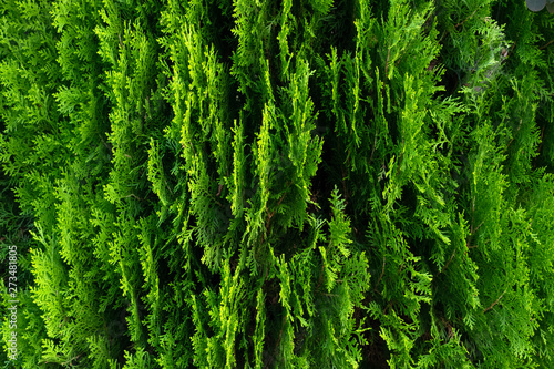 Closeup of green leaves of Thuja trees. Green Thuja occidentalis Columna texture macro. Evergreen coniferous tree, Platycladus orientalis, Chinese thuja, Ori background photo